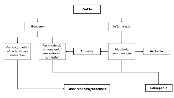 rl_PZ_bij_verminderde_eetlust_2026_fig_1_mechanismen-(1).png