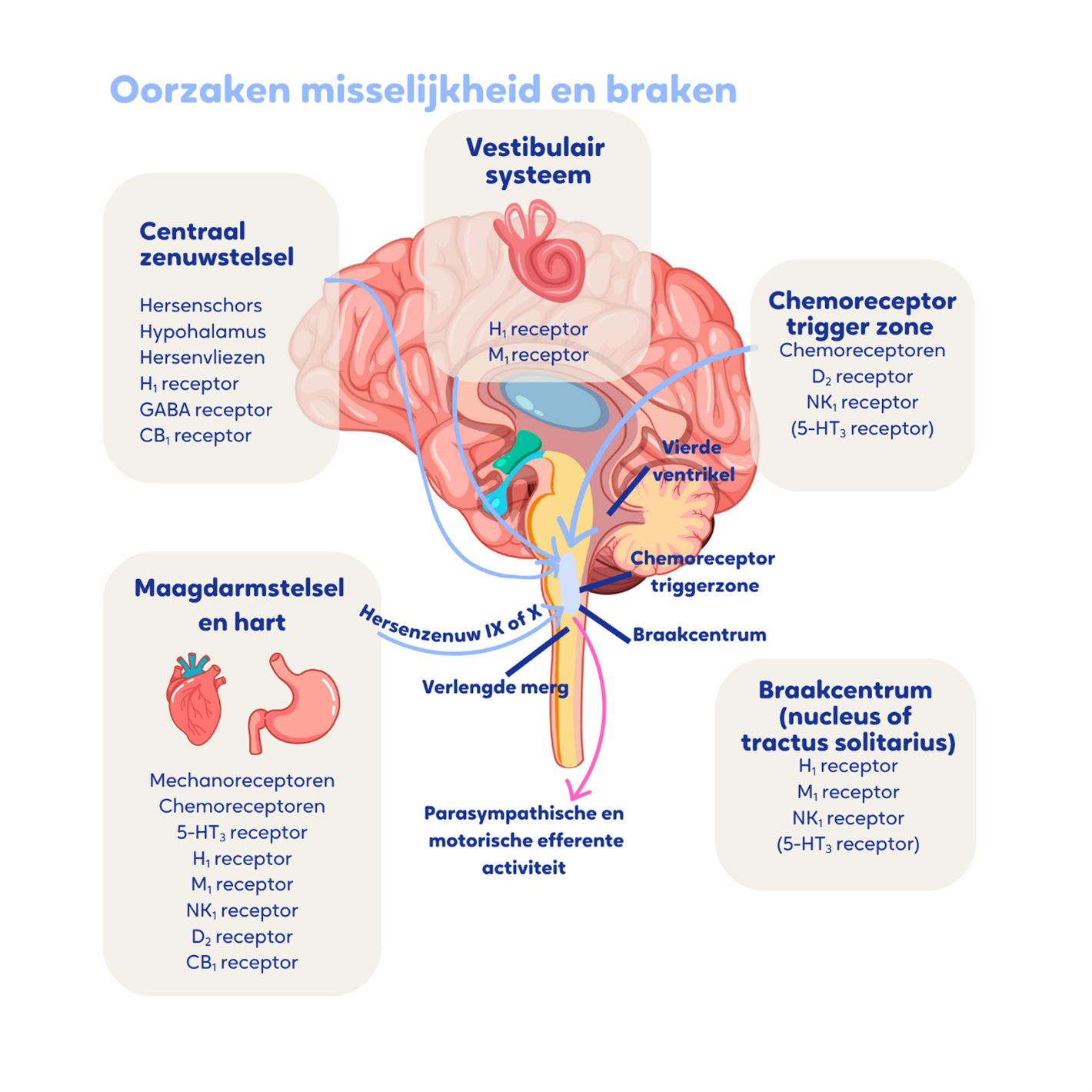 Figuur_1_Neurofysiologische_mechanisme_van_misselijkheid_en_braken_richtlijn_misselijkheid_en_braken-(1).png